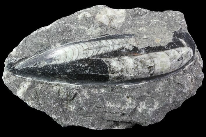 Polished Orthoceras (Cephalopod) Fossils - Morocco #84105